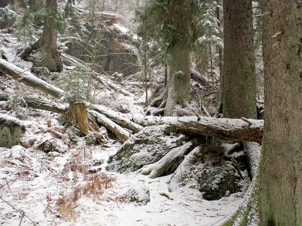 Wilder Winterwald