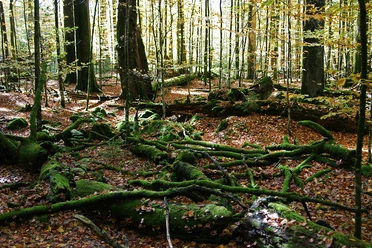 Wildnis Zwieslerwaldhaus