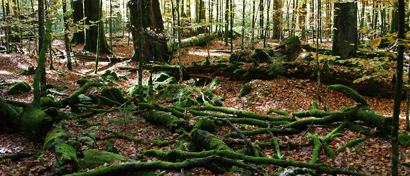 Wildnis Zwieslerwaldhaus