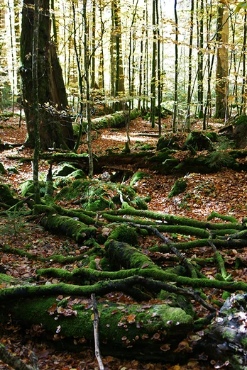 Wildnis Zwieslerwaldhaus