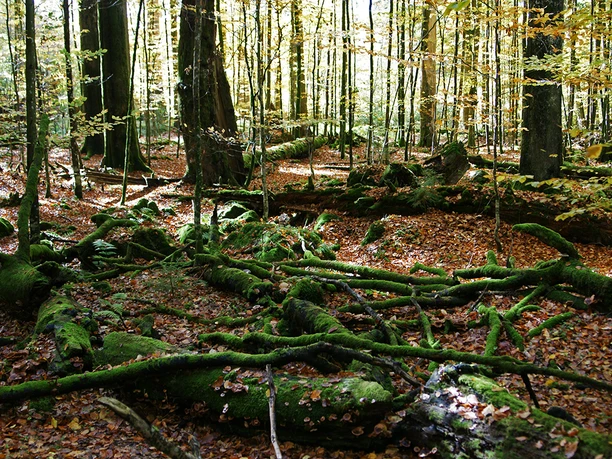 Wildnis Zwieslerwaldhaus