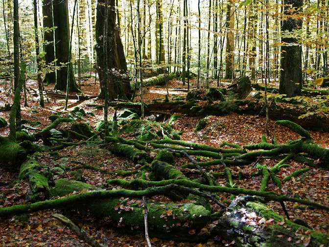 Wildnis Zwieslerwaldhaus