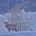 Winter Hirsch Winter Hirsch