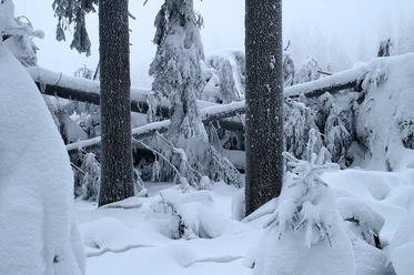 Winter Windwurf