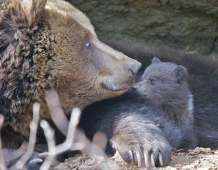 Braunbär