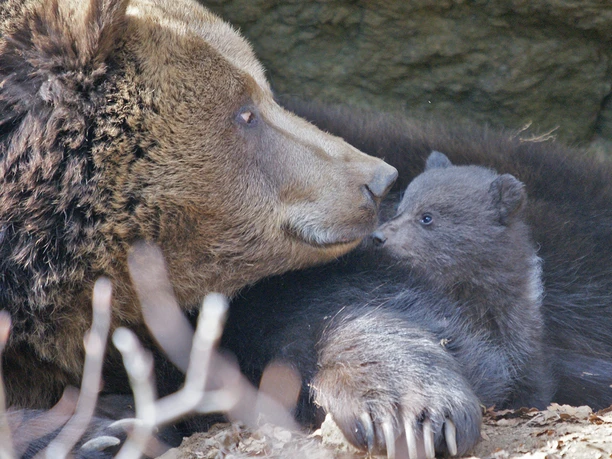 Braunbär