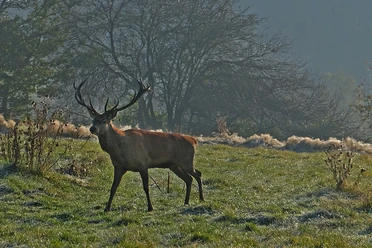 Hirsch