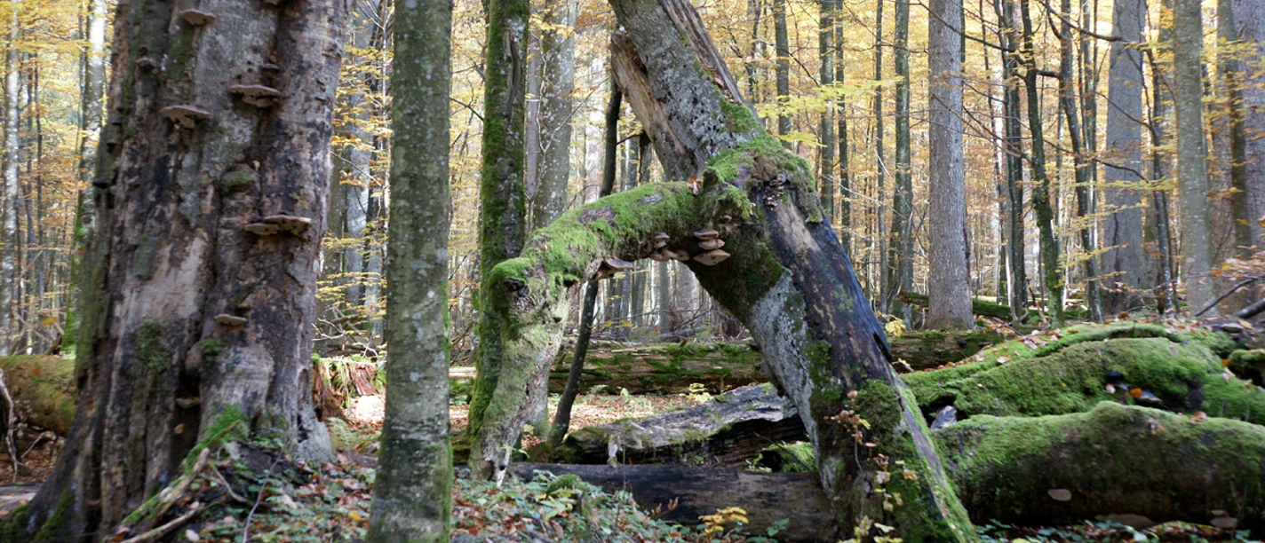 Urwaldgebiet Mittelsteighütte