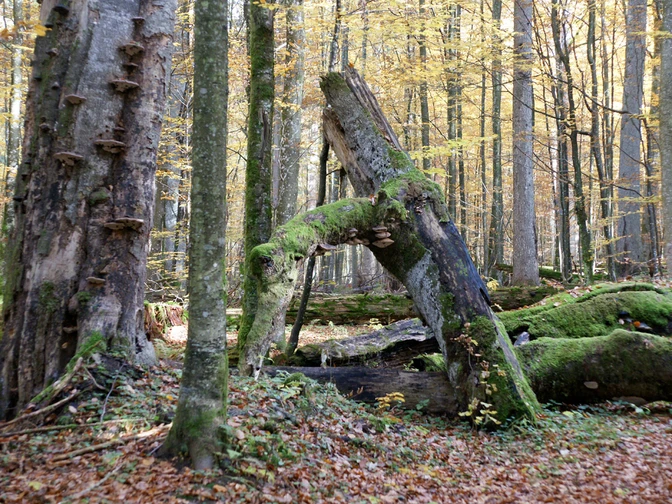 Urwaldgebiet Mittelsteighütte