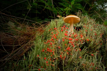 Pilz