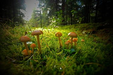 Pilze
