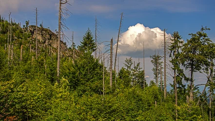 Wilder Wald am Rachel