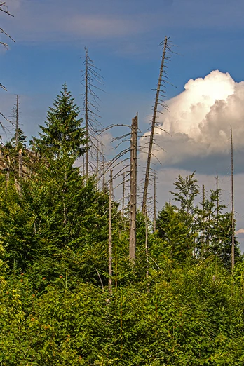 Wilder Wald am Rachel