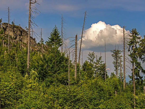 Wilder Wald am Rachel