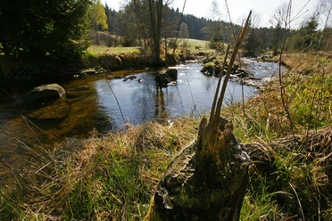 Reschbach Biber