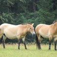 Przewalski-Pferde im Tier-Freigelände Falkenstein