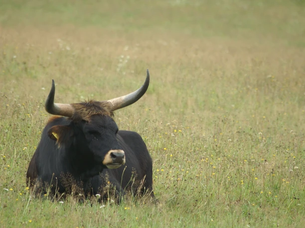 Auerochse im TFG Falkenstein