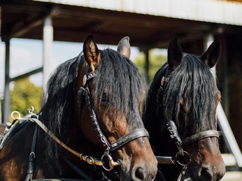 Pferde Kutsche Bad Salzuflen
