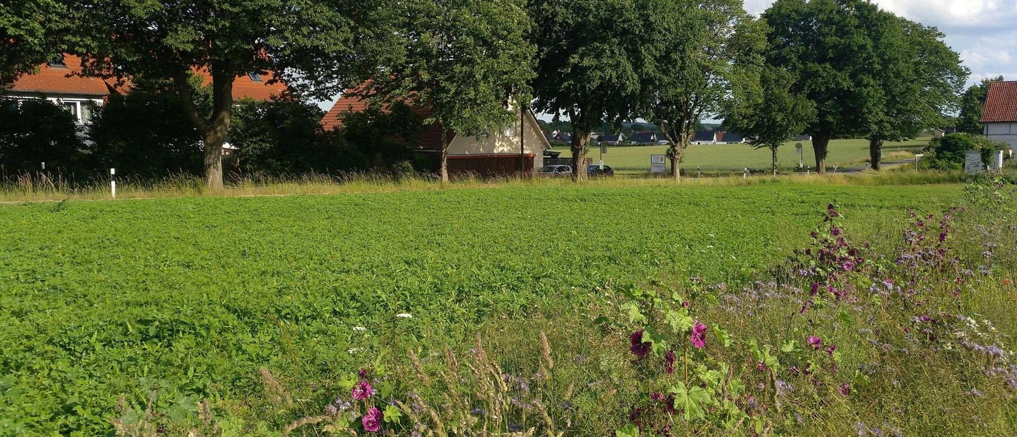 Rübenfelder an Rübenroute