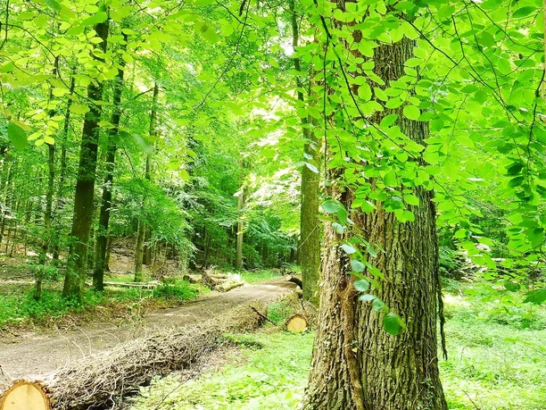 Wanderweg VitalWanderWelt Obernbeg