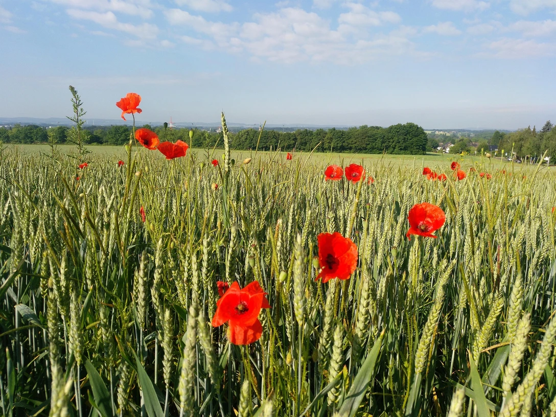 Blick vom Asenberg nach Schötmar