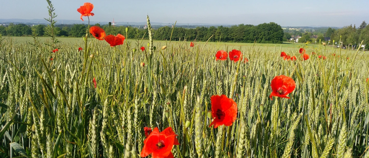Blick vom Asenberg nach Schötmar