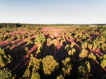 Wacholderwald Schmarbeck Wacholderwald Schmarbeck, Südheide