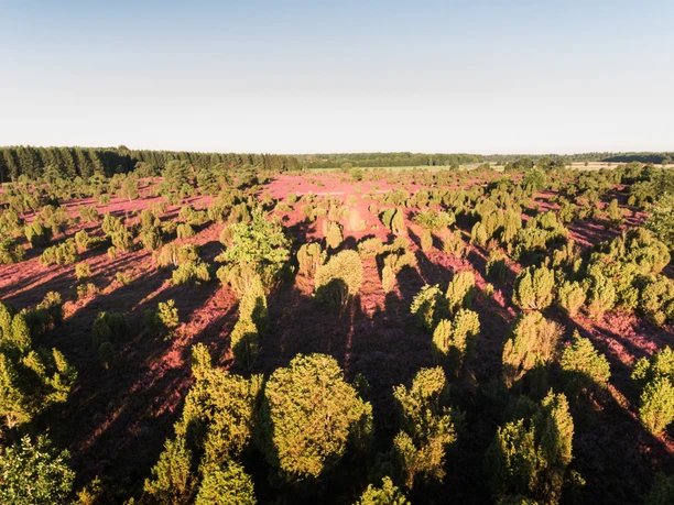 Wacholderwald Schmarbeck Wacholderwald Schmarbeck, Südheide