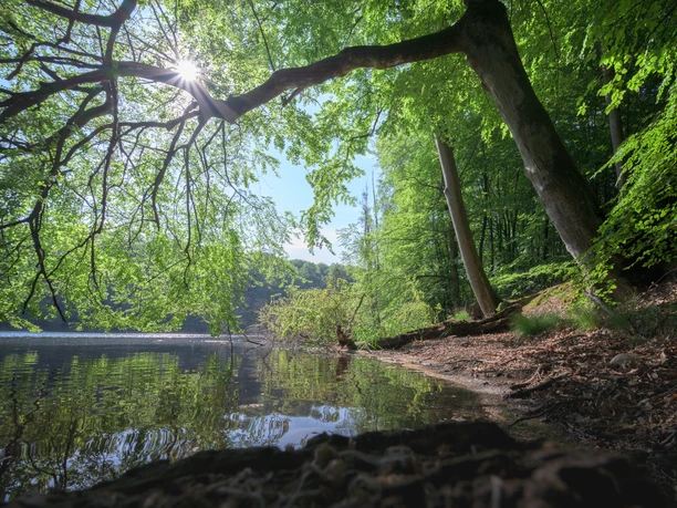 Die Sonne scheint durch Bäume am Plötschersee.