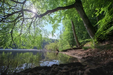 Plötschersee im Salemer Moor Die Sonne scheint durch Bäume am Plötschersee.