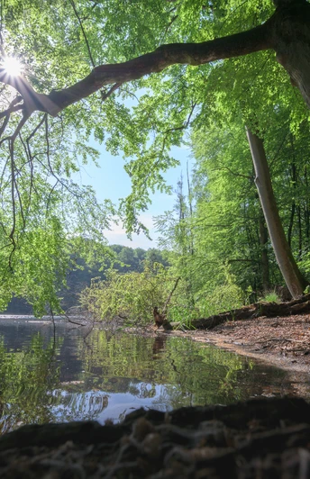Plötschersee im Salemer Moor Die Sonne scheint durch Bäume am Plötschersee.