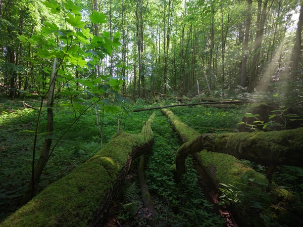 Die Sonne scheint auf umgefallene, mit Moos bedeckte Bäume im Wald des Salemer Moors.