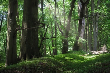 Baumkronen im Salemer Moor Sonnen-Strahlen scheinen durch hohe Bäume im Wald des Salemer Moors..