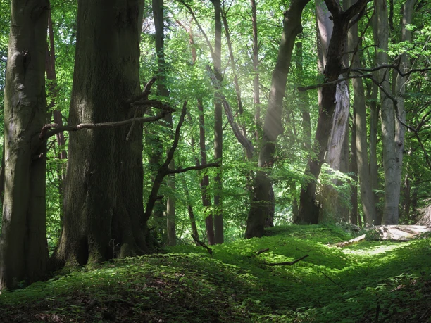 Baumkronen im Salemer Moor Sonnen-Strahlen scheinen durch hohe Bäume im Wald des Salemer Moors..