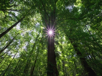 Licht bricht durch die Bäume