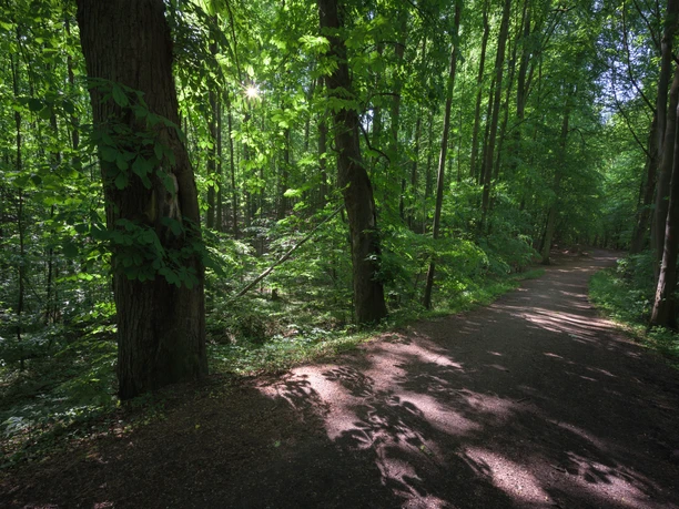 Auf den Wanderweg fallen dunkle Schatten von Bäumen.