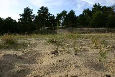 Besenhorster Sandberge Eine Düne aus Sand. Darauf wächst Gras. Im Hintergrund stehen Bäume.