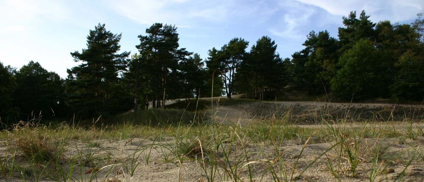 Besenhorster Sandberge Eine Düne aus Sand. Darauf wächst Gras. Im Hintergrund stehen Bäume.