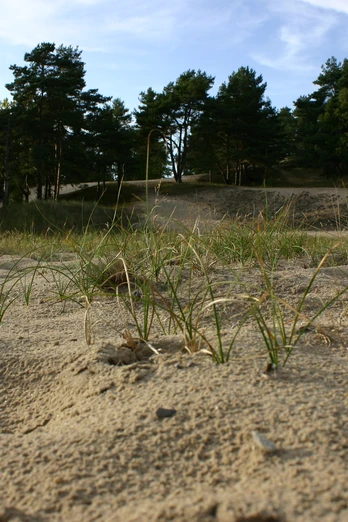 Besenhorster Sandberge Eine Düne aus Sand. Darauf wächst Gras. Im Hintergrund stehen Bäume.