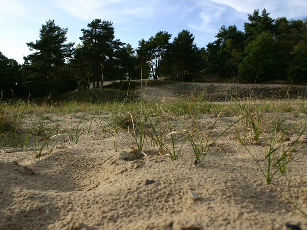 Besenhorster Sandberge Eine Düne aus Sand. Darauf wächst Gras. Im Hintergrund stehen Bäume.