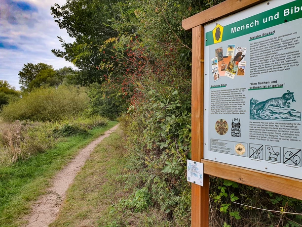 Biberpfad am Hohen Elbufer Eine Informationstafel entlang des Wanderweges.