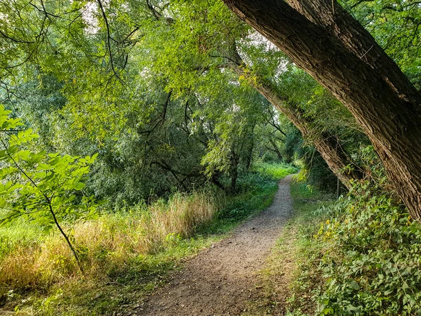 Wanderweg am Hohen Elbufer Ein Wanderweg am Hohen Elbufer. Von der rechten Seite ragen Bäume über den Weg nach links.