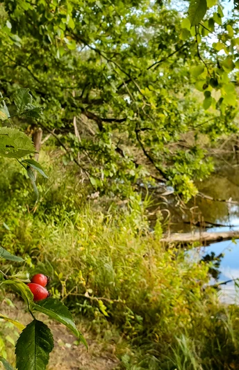 Herbst am Hohen Elbufer