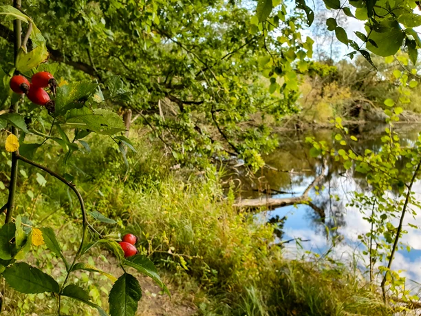 Herbst am Hohen Elbufer Bäume und Wiesen sind im Vordergrund zu sehen. Im Hintergrund ein Gewässer, in dem sich der blaue Himmel und die Wolken spiegeln.