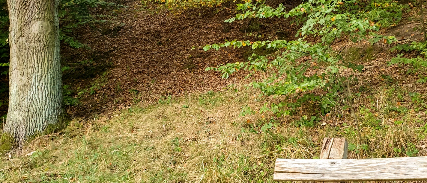 Pause am Hohen Elbufer Eine Bank am Wanderweg lädt zu einer Pause ein.