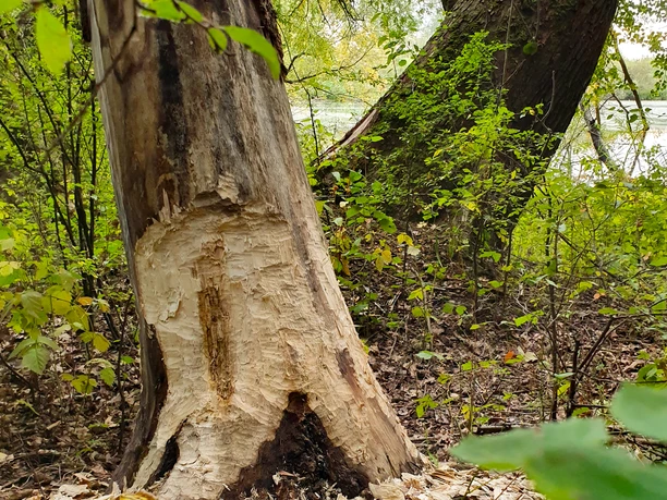 dem Biber auf der Spur Spuren des Bibers. Ein angefressener Baumstamm am Hohen Elbufer.