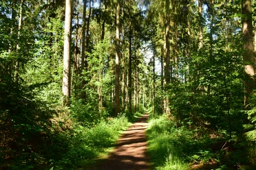 Wanderweg am Freiluft-Fitnessstudio in Geesthacht Ein Weg führt durch einen Wald. Auf beiden Seiten stehen Bäume und werfen Schatten auf den Weg.