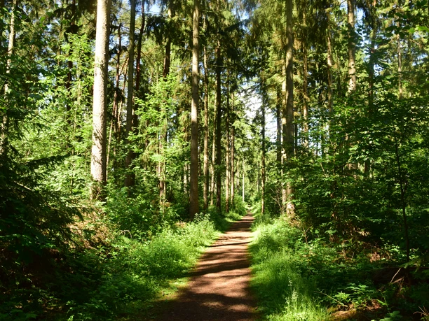 Wanderweg am Freiluft-Fitnessstudio in Geesthacht Ein Weg führt durch einen Wald. Auf beiden Seiten stehen Bäume und werfen Schatten auf den Weg.