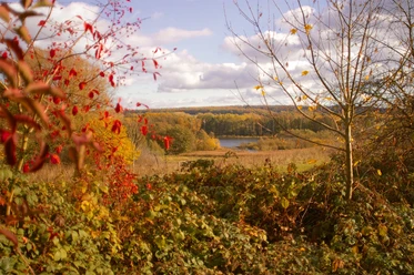 Zwischen Mooren, Sand und Wasser Eine Moorlandschaft im Herbst. Die Bäume und Büsche sind braun und rot gefärbt.