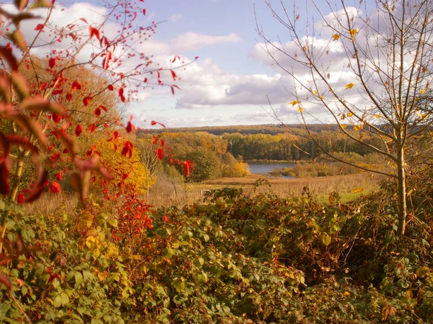 Zwischen Mooren, Sand und Wasser Eine Moorlandschaft im Herbst. Die Bäume und Büsche sind braun und rot gefärbt.